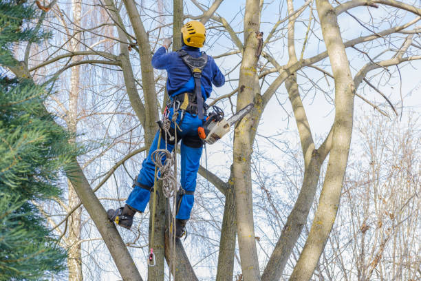 How Our Tree Care Process Works  in  Five Forks, SC