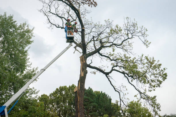 Reliable Five Forks, SC Tree Removal Services Solutions